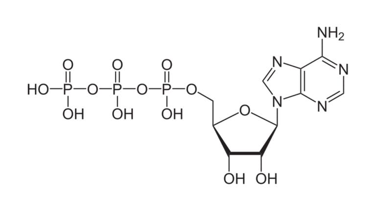 AdenosineTriphosphate