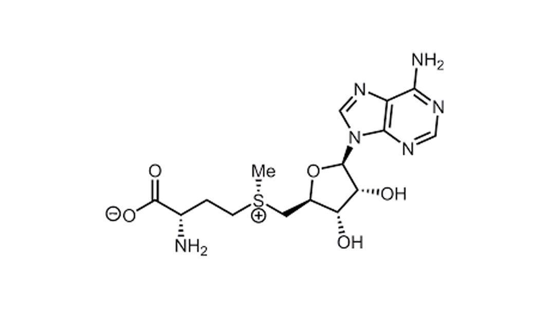 S-Adenosylmethionine