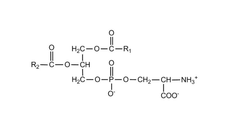 phosphatidylserine